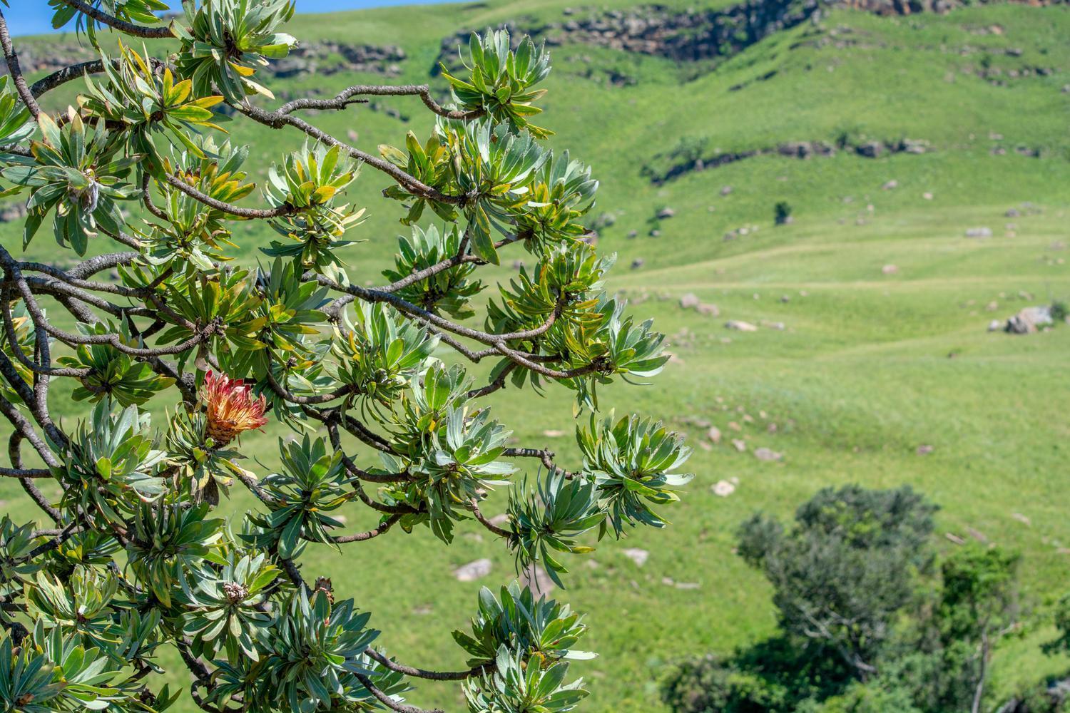 Lolambazo Country House & Cottage - Giants Castle Drakensberg Mahlutshini Chambre photo
